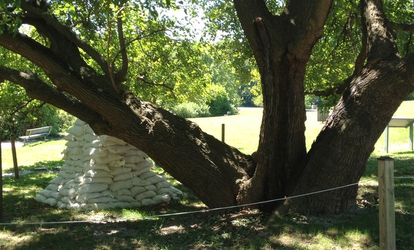 mulberry tree at Greenbelt Lake mulberry tree at Greenbelt Lake