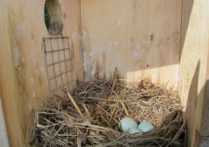 bluebird eggs in bird box