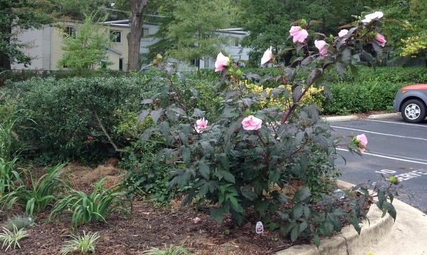 Greenbelt Homes common area Greenbelt Homes common area