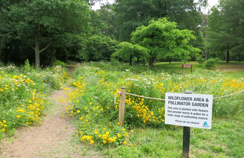 Wildflower Pollinator Garden at Buddy Attick Park Greenbelt Lake Wildflower Pollinator Garden at Buddy Attick Park Greenbelt Lake
