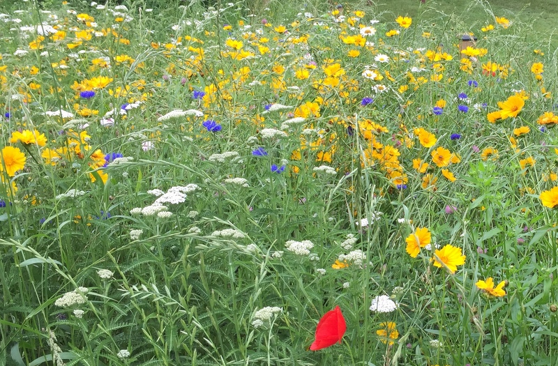 Wildflower Pollinator Garden at Buddy Attick Park Greenbelt Lake Wildflower Pollinator Garden at Buddy Attick Park Greenbelt Lake