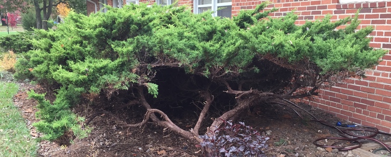 Juniper in front of Greenbelt Homes offices with dead parts removed