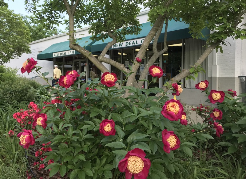 New Deal Cafe with peonies in bloom