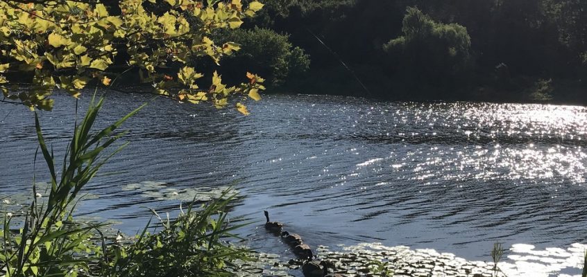 Lake Artemesia Cover Photo