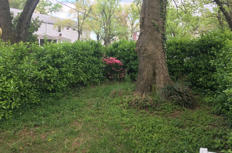 Advice sought for this yard in Greenbelt Homes