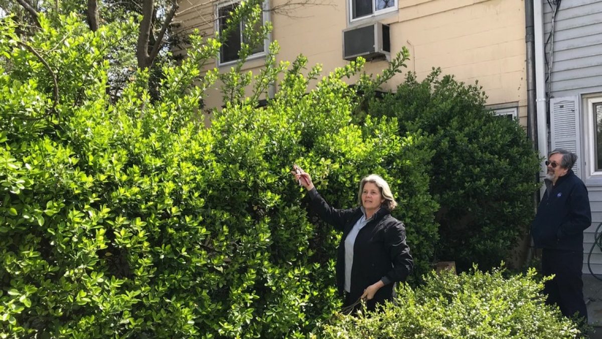 Prune Those Overgrown Hedges Now This Expert Demonstrates How Greenbelt Online