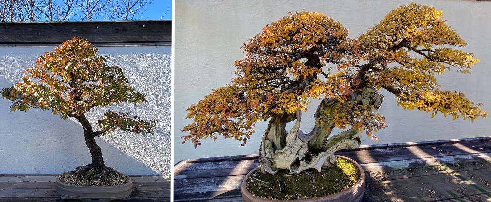 Fall color on bonsai trees in the National Bonsai and Penjing Museum.