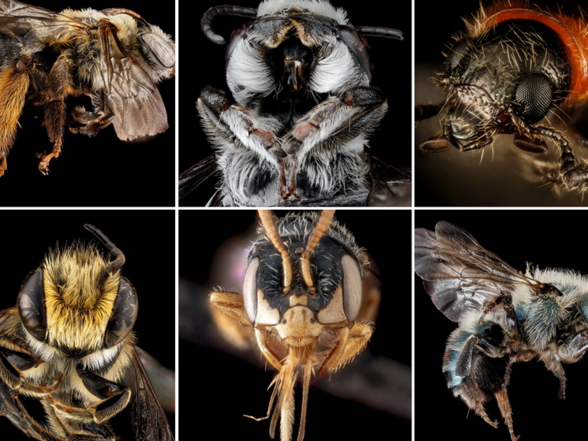 Famous Native Bee Lab and its Greenbelt Volunteers - Greenbelt Online