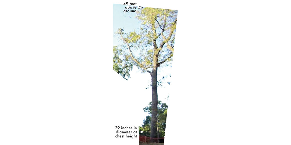 black-gum tree, side view, in 2017