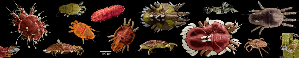 BARC microscopy of mite pests