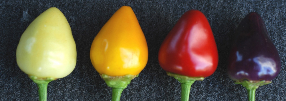 Bell pepper cultivars developed at BARC