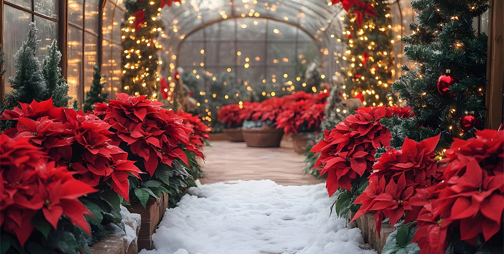 Poinsettia plants, a species that BARC research has made commercially successful