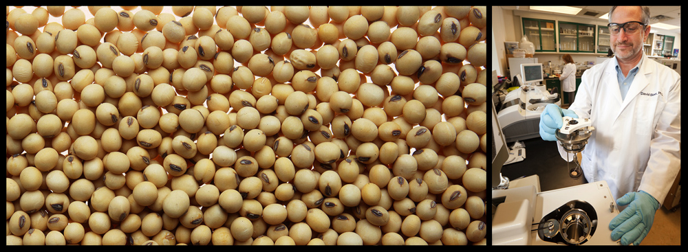 Soybean research at BARC