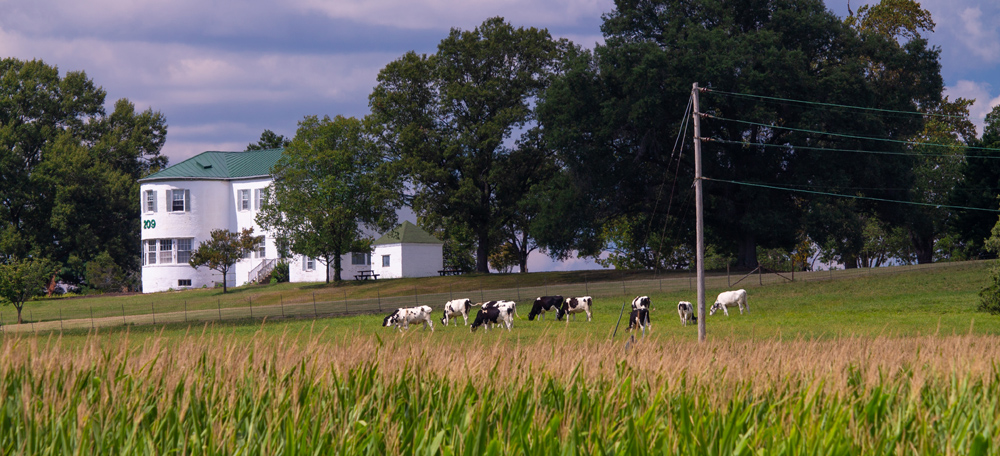 Walnut Grange in 2025 with cows and corn in foreground