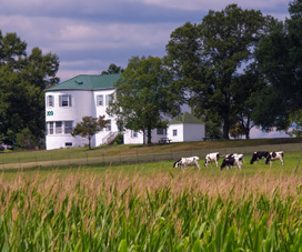 BARC grange with cows and corn