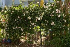 shrub rose